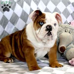 Coach, English Bulldog Puppy
